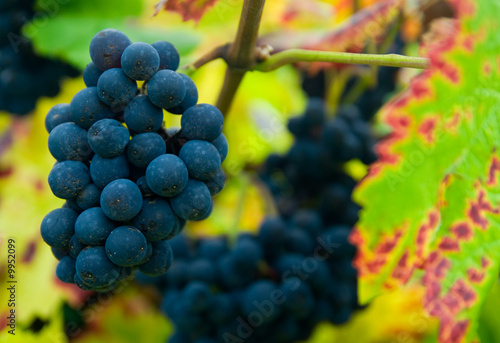 close up of a bunch of grapes in autumn   mosel region germany 