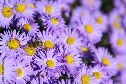 Little bee on the beautiful violet flowers.