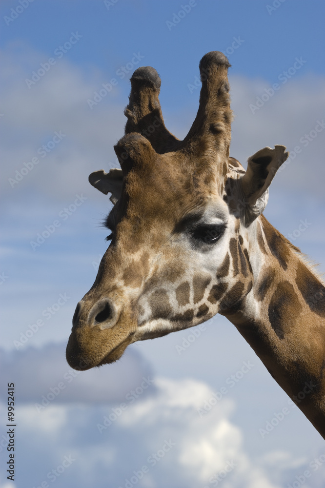 Naklejka premium Head shot of Giraffe (Giraffa camelopardalis rothschildi)