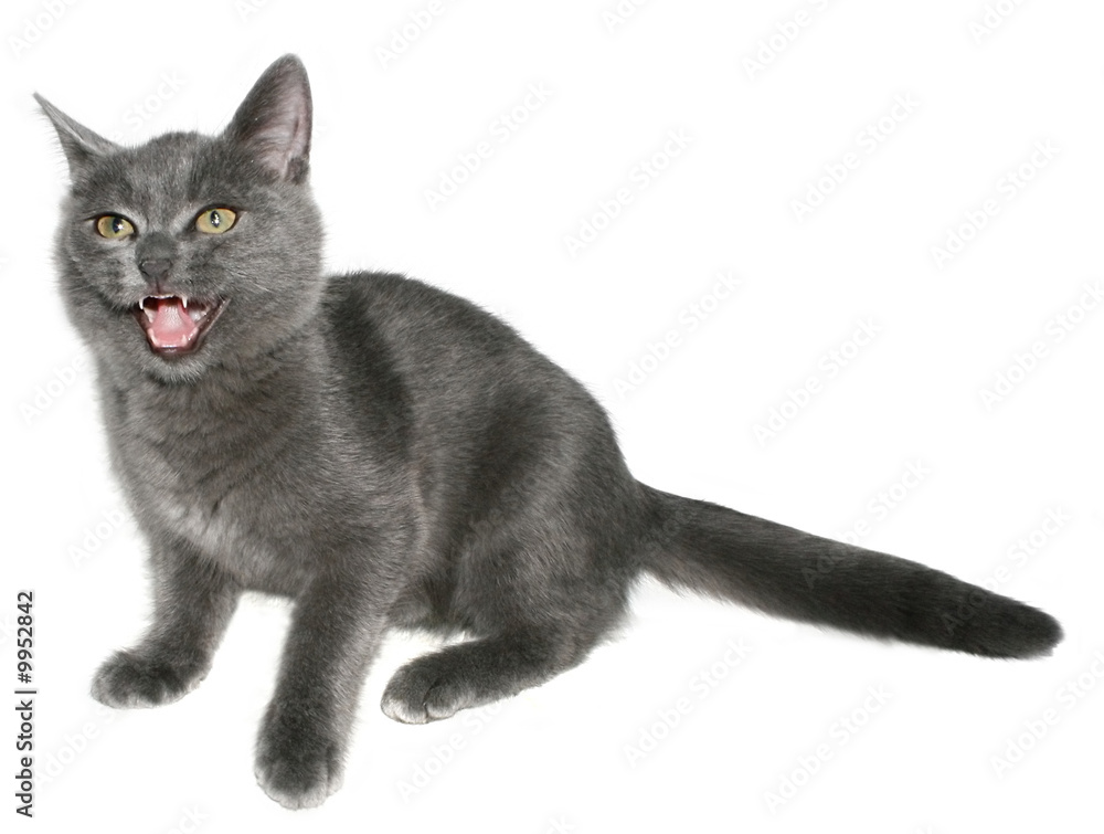 Small kitten on a white background. Small kitten on a white background.