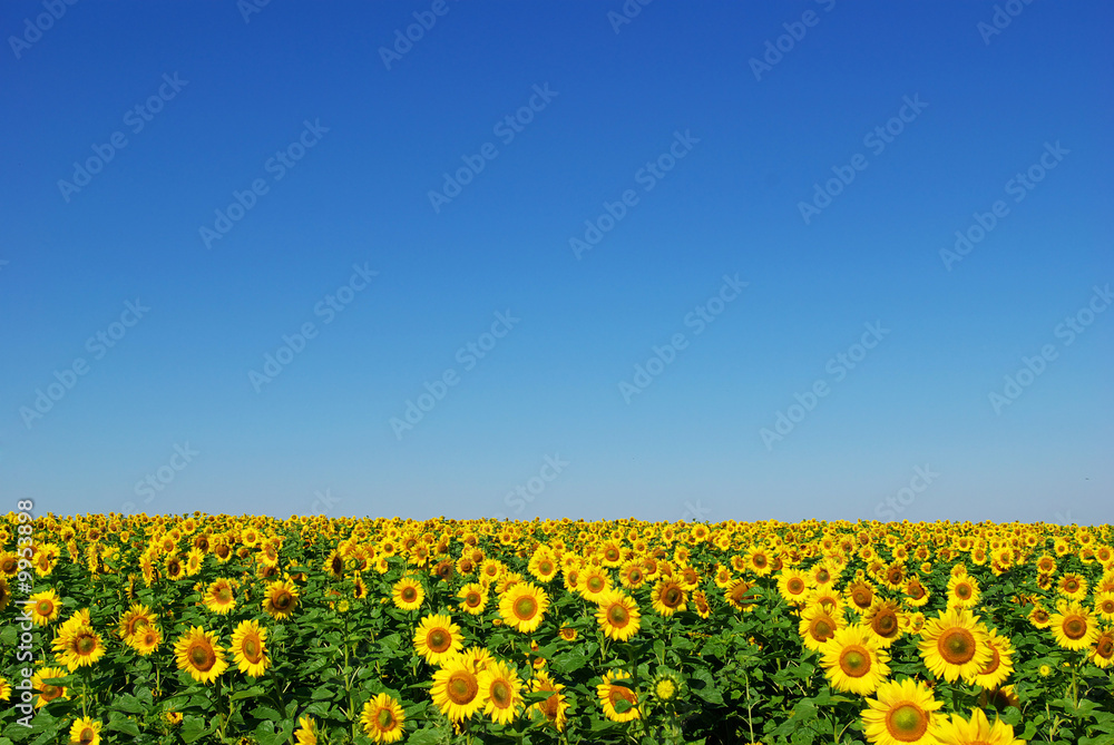 Obraz premium sunflower field
