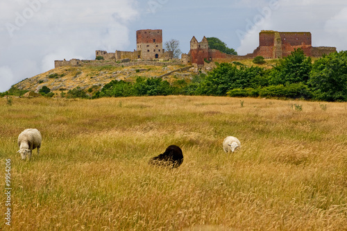 Hammershus, Burgruine in Bornholm, Dänemark photo