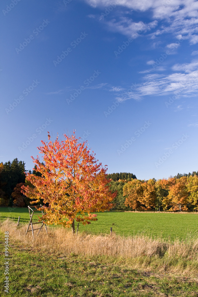 a beautiful colorful autumn landscape
