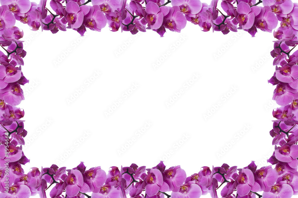 flower frame made from orchid on white background flower frame made from orchid on white background