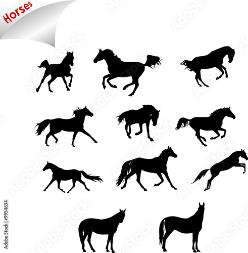 horses