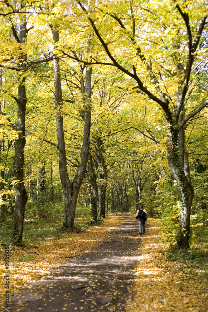 promenade automnale promenade automnale