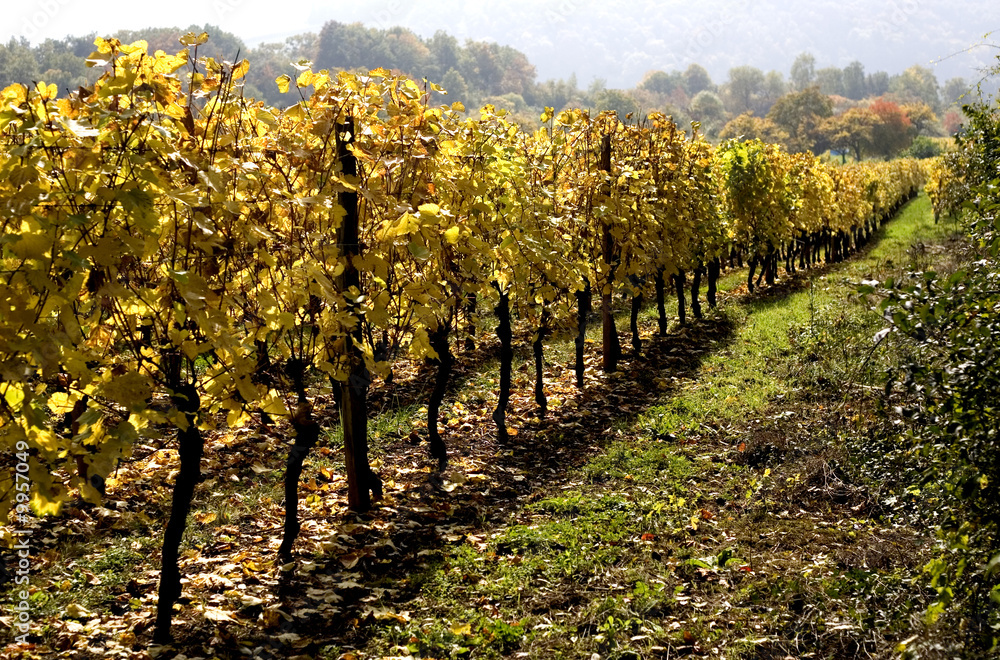 Obraz premium pieds de vignes