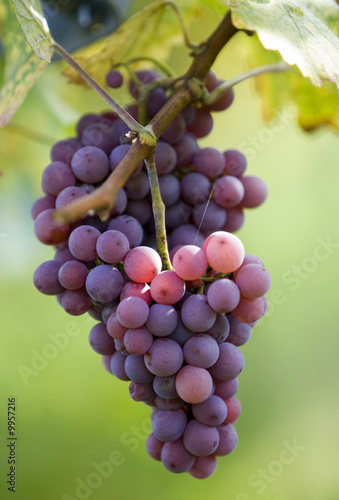 raisin dans le vignoble