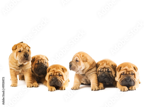Fototapeta Naklejka Na Ścianę i Meble -  Group of beautiful sharpei puppies isolated on white background