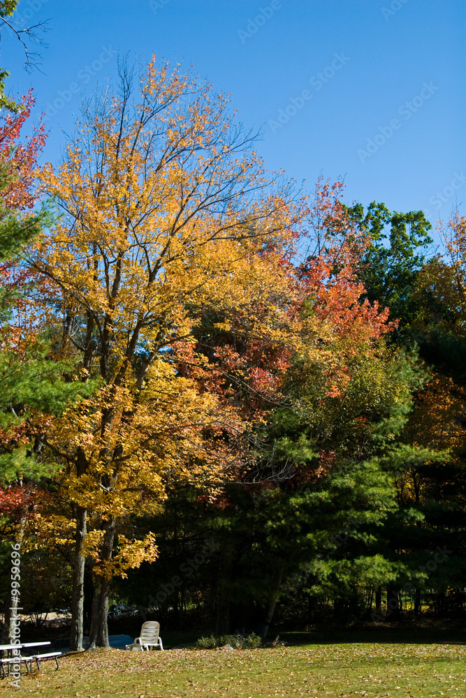 Naklejka premium Fall Colors