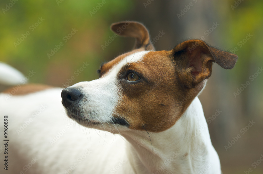 Majestic Jack Russell Terrier Dog Portrait Majestic Jack Russell Terrier Dog Portrait