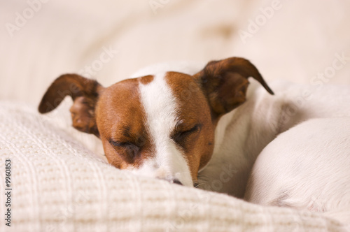 Jack Russell Terrier Dog Portrait on Pillow © Andy Dean