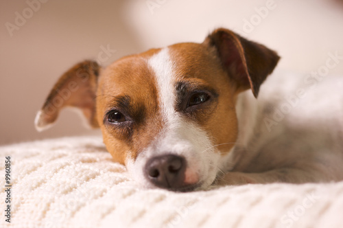 Jack Russell Terrier Dog Portrait on Pillow © Andy Dean