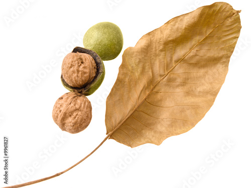 Fresh walnut with leaves isolated on white