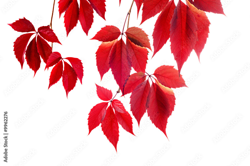red vines autumn colors isolated on white