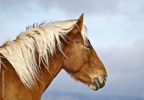 Cheval de trait