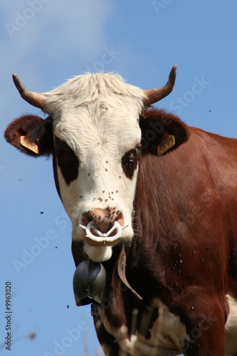 vache dans l'alpage