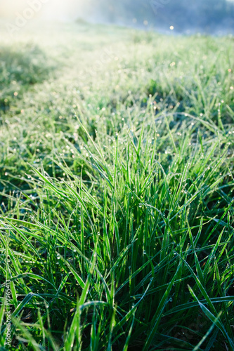 Grass with rime and dew drops in a morning light