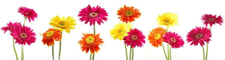Handdoek met foto Gerbera Zes bossen kleurige gerbera's  © Norman Chan