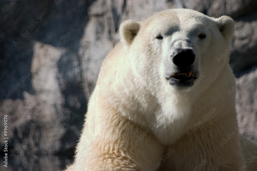 Fototapeta premium Polor bear bearing his teeth to his captive audience