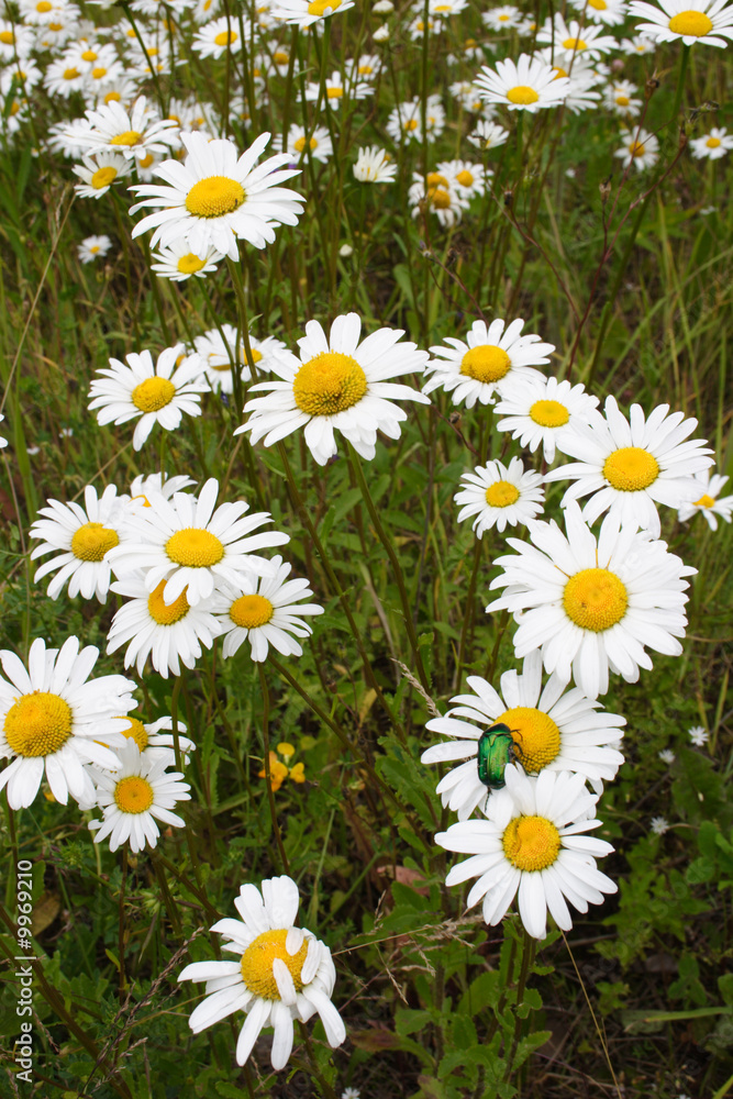 Fototapeta premium family of camomiles in the field on a background
