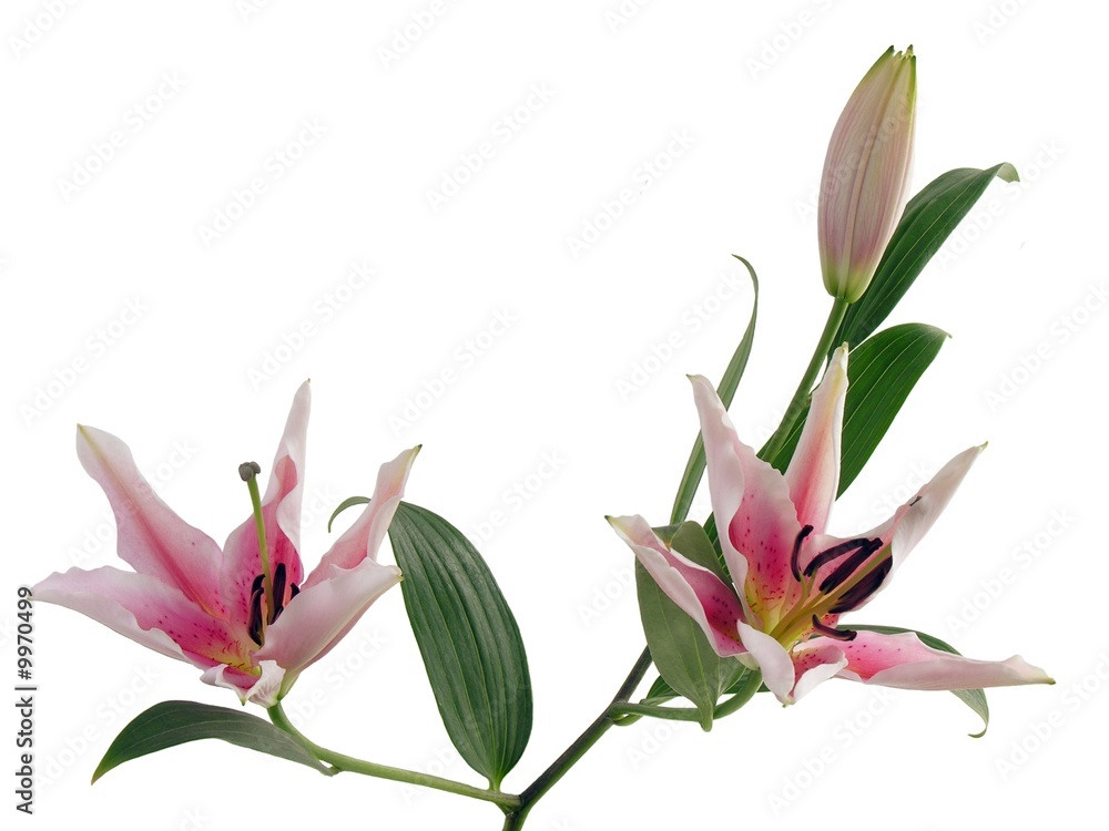 Obraz premium pink lilies