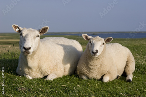Zwei Schafe liegend auf einem Nordsee-Schutzdeich