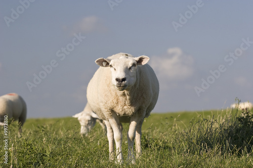 Fototapeta Naklejka Na Ścianę i Meble -  Schaf auf einem Nordsee-Schutzdeich