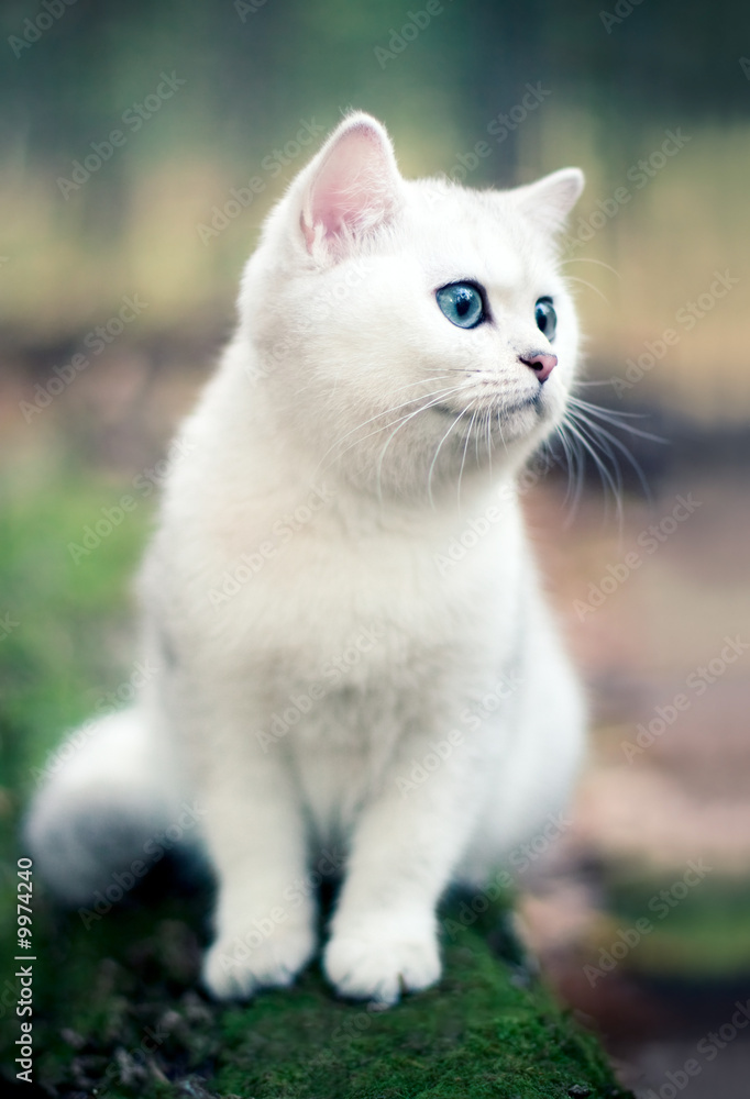 Lovely chinchilla kitten walking in a mysterious forest