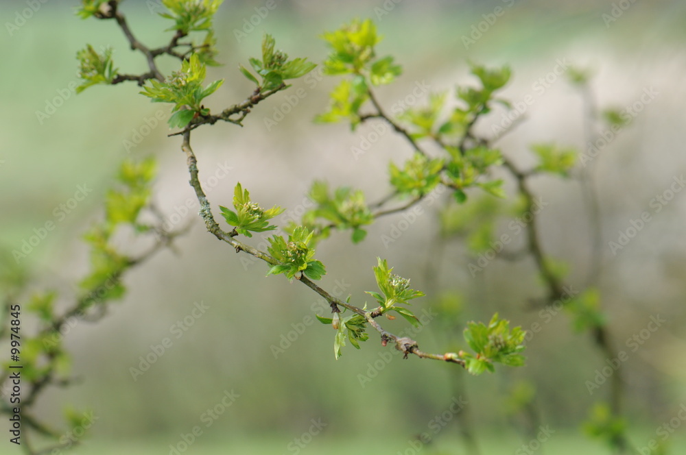 Naissance du printemps