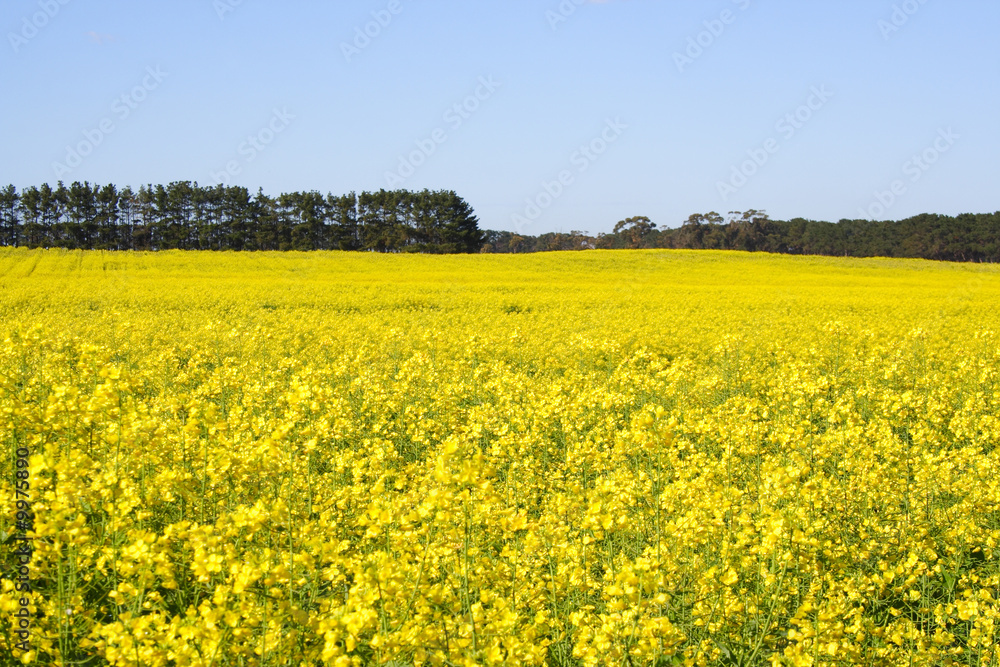 Canola field Canola field