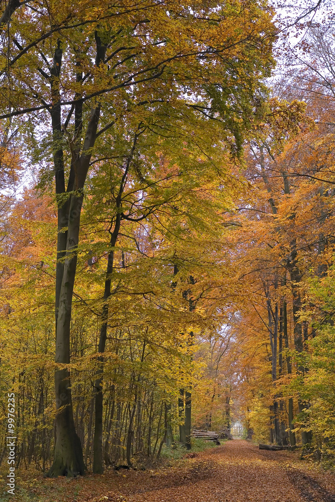 Herbstwald