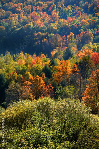 Many Colorful Trees