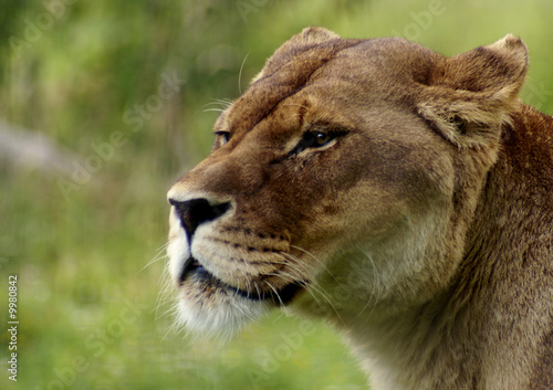 Lionne portrait