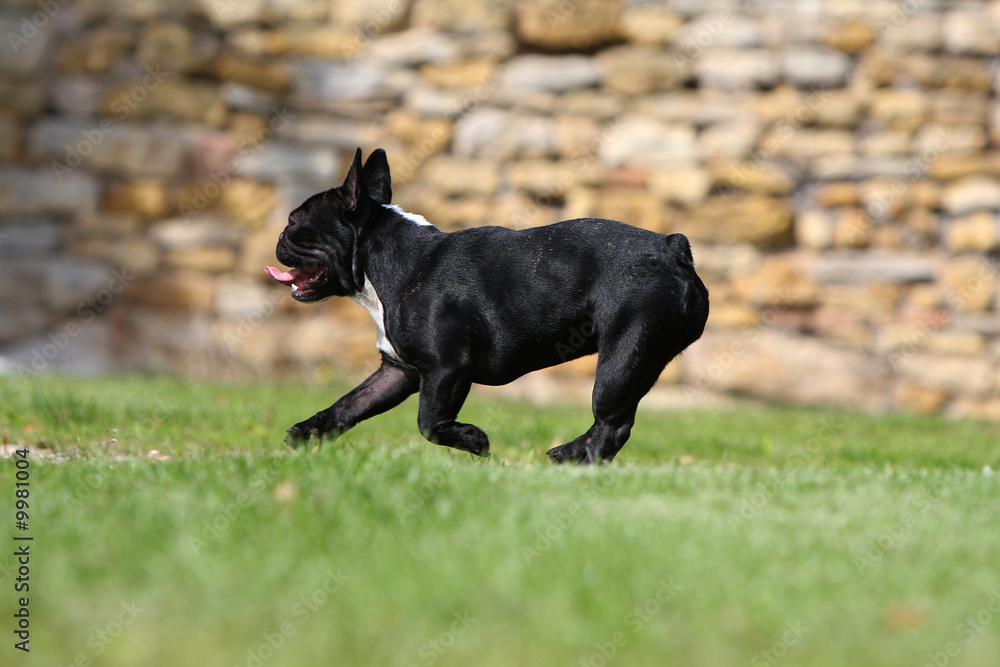 saut spectaculaire de bouledogue français saut spectaculaire de bouledogue français