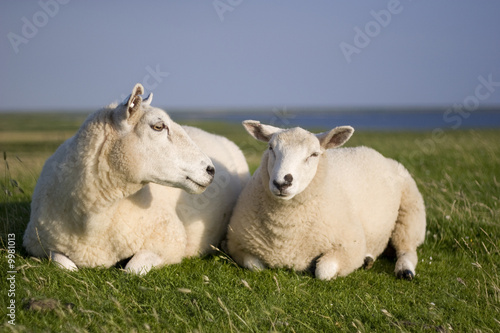 Zwei Schafe auf einem Nordsee-Schutzdeich