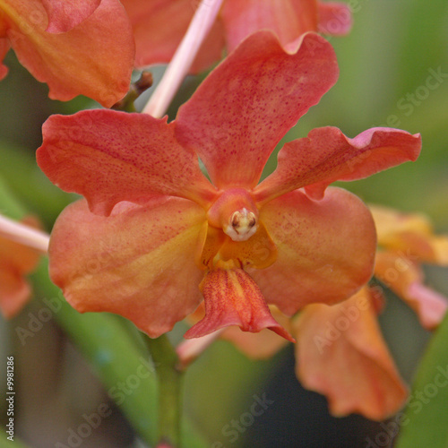 orchidée papillon photo