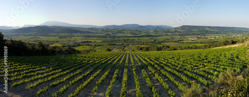 champ de vignes panoramique
