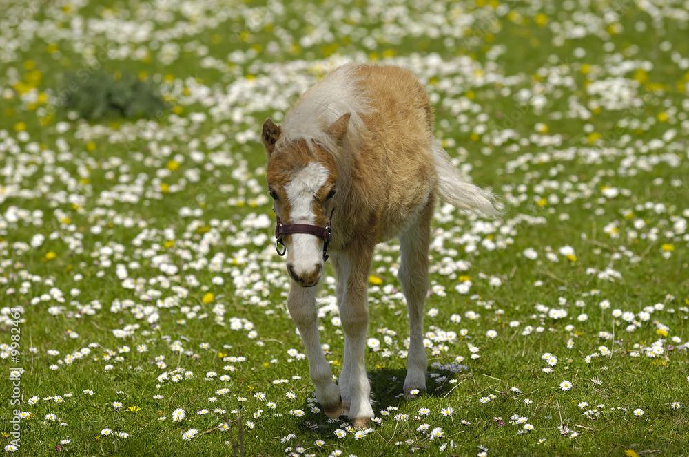 A sweet foal on a green, white and yellow flower field A sweet foal on a green, white and yellow flower field