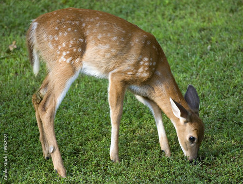 hungry whitetail deer fawn on a green field