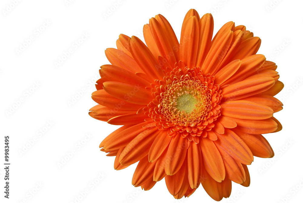 studio shot of orange gerber (isolated) studio shot of orange gerber (isolated)