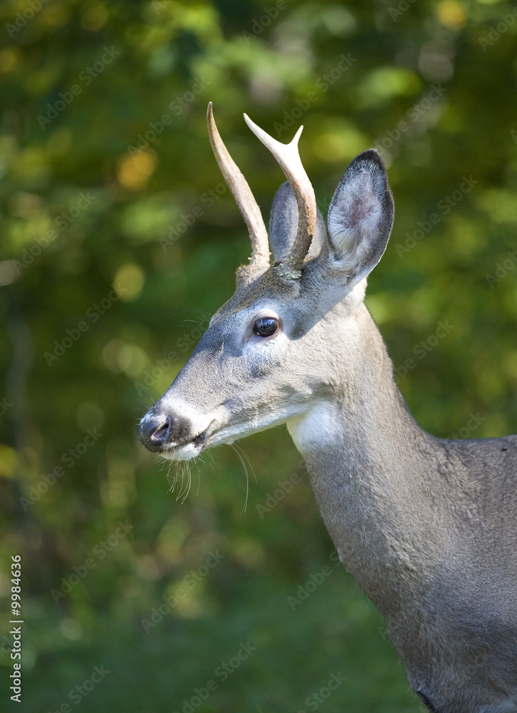 whitetail in fall with a forked pair of antlers whitetail in fall with a forked pair of antlers