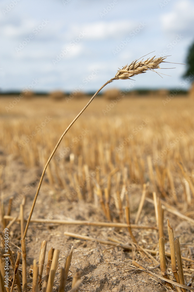 Fototapeta premium Ear of wheat in harvested field
