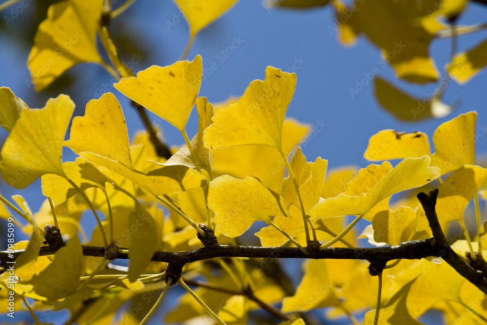 Obraz premium L'arbre aux cent écus
