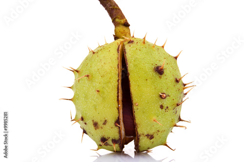 Chestnut isolated on white background