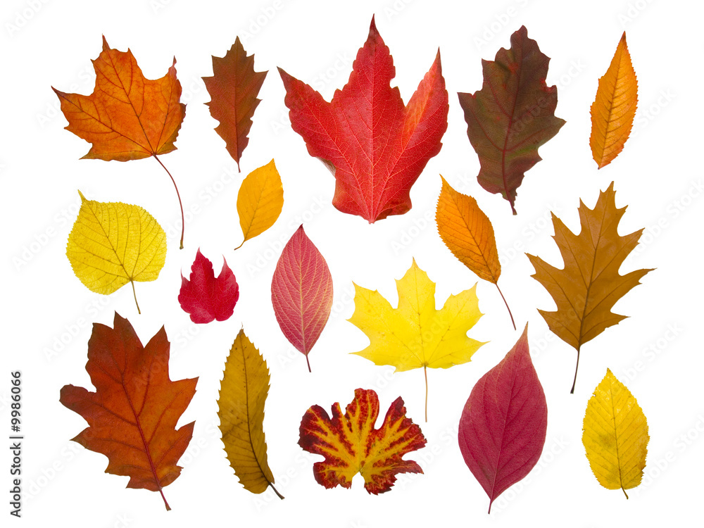 Different colorful autumn leaves, isolated on pure white