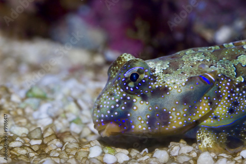 Neosynchiropus ocellatus im Meerwasseraquarium photo