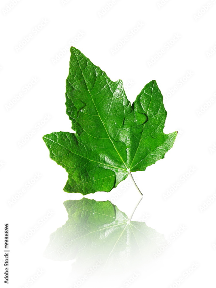 Fototapeta premium green fresh leaf