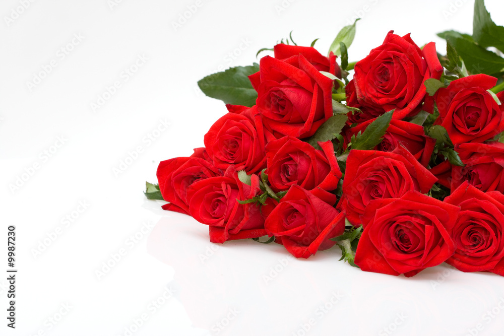 Obraz premium bunch of red roses on white background