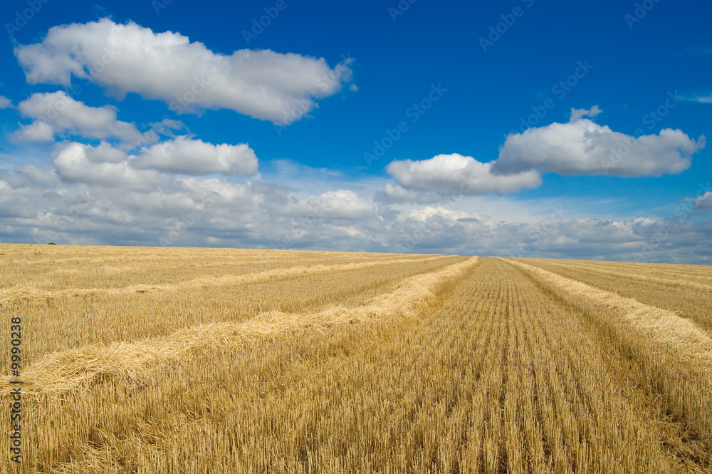 heaps of straw on the field under beautiful sky